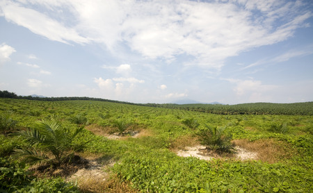 Views of palm oil plantationsの写真素材