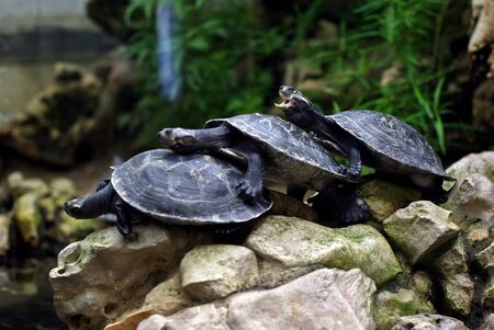 Turtle shout and team goes on.