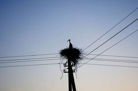 Stork on his nest.