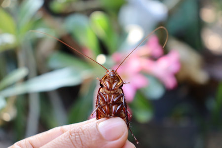 cockroach in hand, close up of a cockroach on handの写真素材