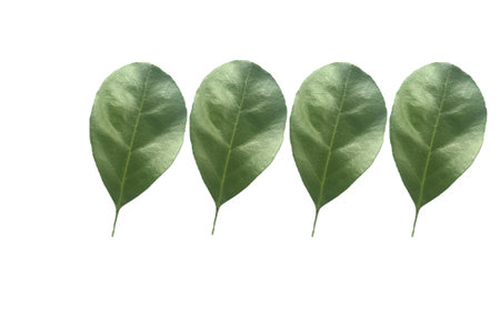 Green leaves isolated on white background. Clipping path included in file.の写真素材