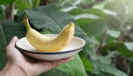 Banana in hand on banana tree background. Healthy food concept.の素材