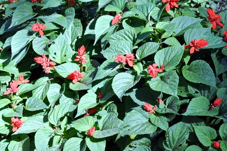 Red flowes between greeen leavesの写真素材