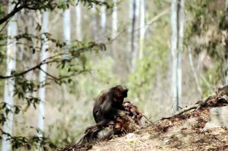 Monkey Familyの写真素材
