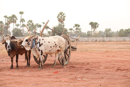 Rural scene with oxen and cart in Jaipur, Indiaの写真素材