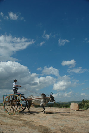 Rural scene with a donkey and a man driving a cart.の写真素材