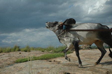 Rural landscape with a donkey on a cloudy day. India.の写真素材