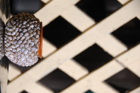 Close up of a pine cone on a wooden lattice background.の写真素材
