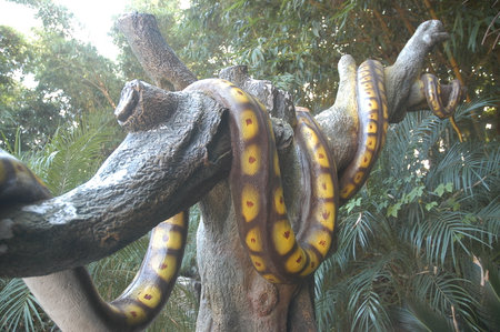 Bunch of bananas hanging on a tree in a tropical forest.の写真素材