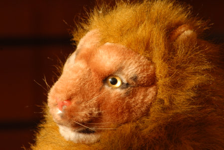 Close-up of the head of a lion cub in the zooの写真素材