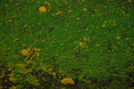 Green moss on the wall. Abstract background and texture for design.