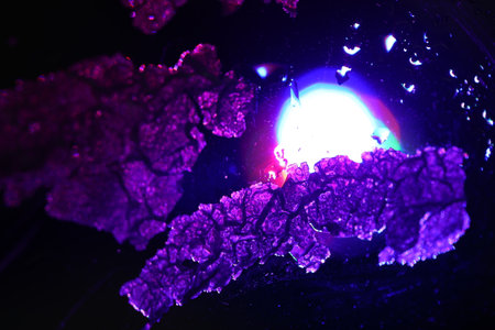 Microcrystals of Ascorbic Acid in polarized light.