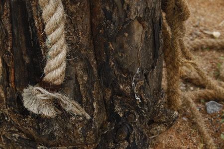 Rope tied to a tree trunk, closeup of photo.の写真素材