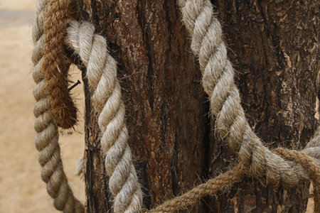 Rope tied to a tree trunk in the park, Thailand.の写真素材