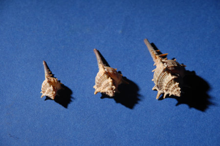 Seashells on a blue background, closeup of photo