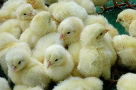 chick in the farm,chick in the farm,chick in the farm