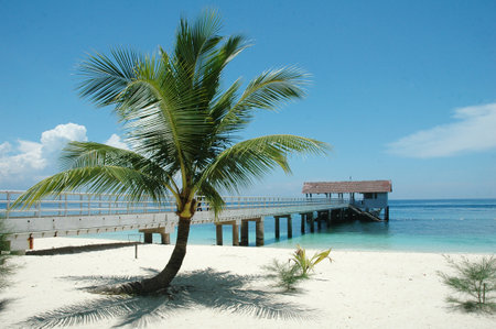 Beautiful tropical beach in Maldives with palm tree and jettyの写真素材