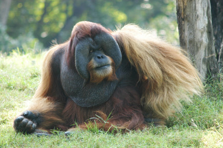 Orangutan sitting on the grass in the park, Thailand.の写真素材