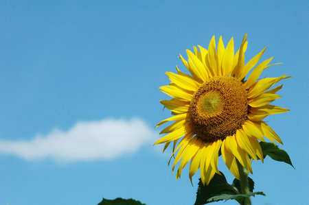 Sunflower in the field with blue sky and white clouds background.の写真素材