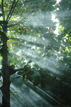Sunlight through the leaves of a tree in the morning, Thailandの写真素材