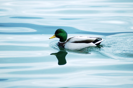 duck swimming on the lake in the winter, closeup of photoの写真素材