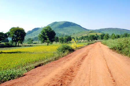 Rural road with yellow flower field and blue sky in Thailand.の写真素材