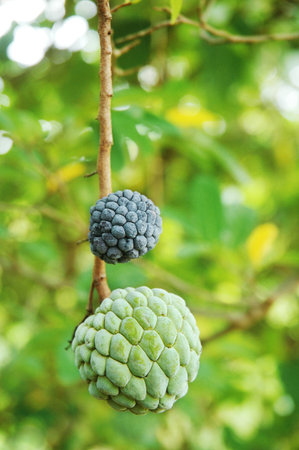 Custard apple or sugar apple or custard apple on tree