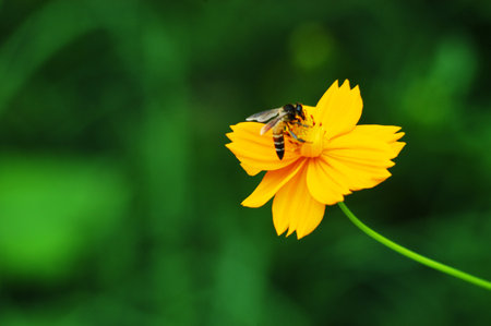 Bee on yellow cosmos flower with green background, selective focus, shallow DOF.