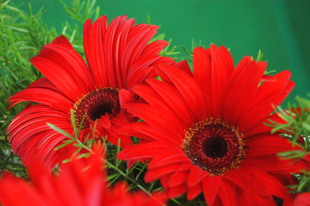 Red gerbera daisies in a vase on a green backgroundの写真素材