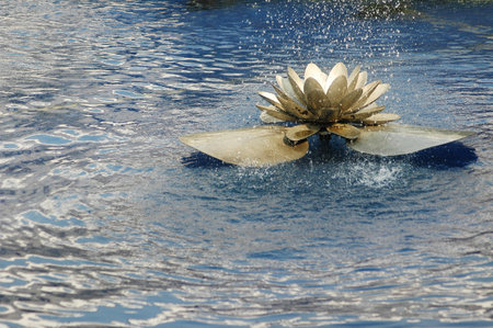 Beautiful waterlily in the pool, closeup of photoの写真素材