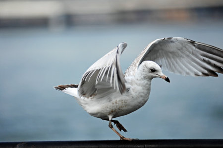 Seagull flying over the sea, closeup of photo.の写真素材
