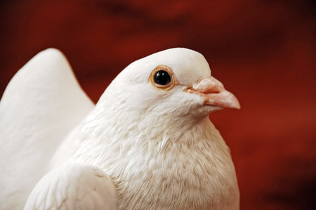 Close up of a white dove on a red background, studio shotの写真素材
