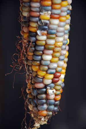 Colorful corn cob on a black background. Close-up.の写真素材