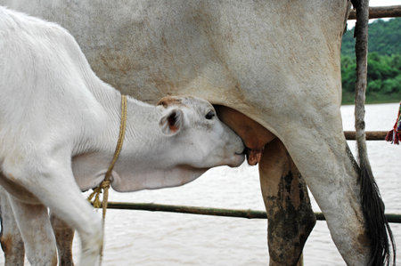 Calf suckling milk from cow on the farm, Thailand.の写真素材