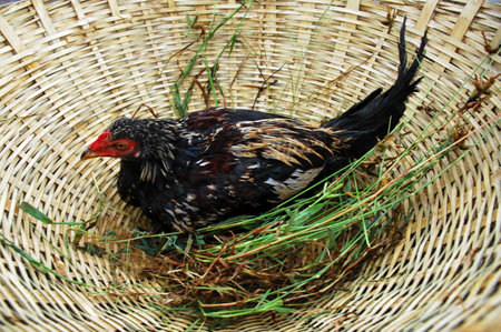 chicken in a wicker basket with grass in the background.の写真素材