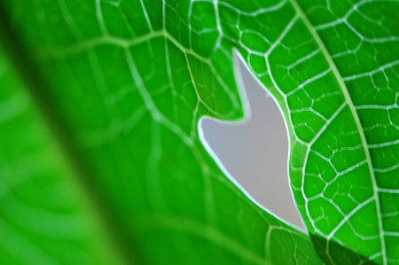 Close up of green leaf with soft focus. Abstract natural background.の写真素材
