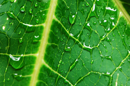 Green leaf with water drops, close-up. Natural background.