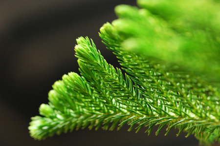 Close up of green spruce twig. Christmas tree background.