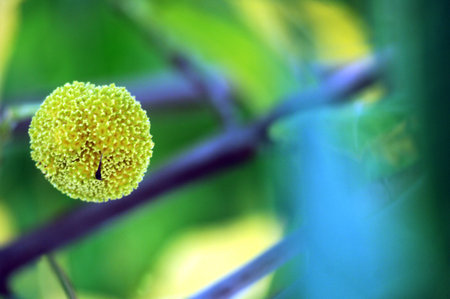Close-up of a yellow flower on a branch of a treeの写真素材