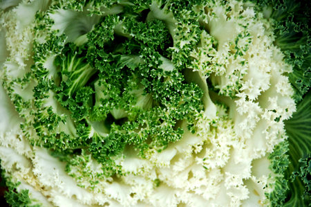 close up of fresh green decorative cabbage on white background, top viewの写真素材