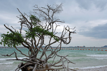 Dead tree on the beach in a cloudy day, Thailand, Asiaの写真素材