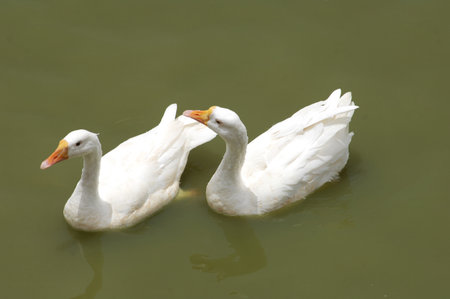 Two white geese swimming in the water, closeup of photo