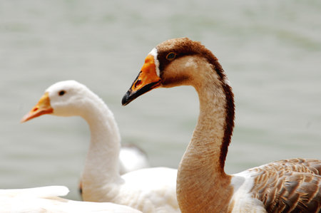 Two white swans on the lake. Close up. Shallow depth of field.
