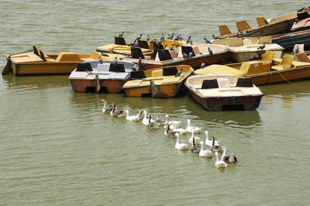 Seagulls and ducks in a row on the water.の写真素材