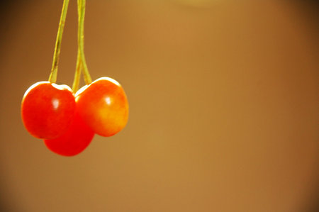 Ripe cherries on a branch on a brown background close upの写真素材