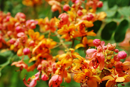 Cassia fistula or Golden shower tree or Erythrina fistula