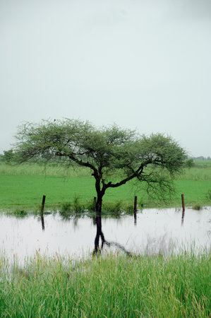 tree in a paddy field with fog in the background, Thailandの写真素材