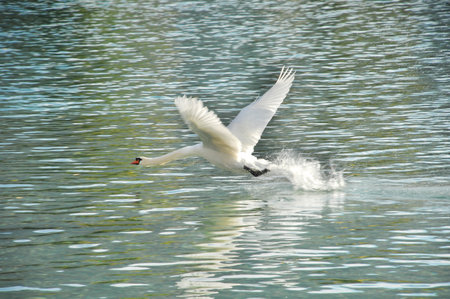 White swan in the water on a sunny day. The mute swan, Cygnus olor