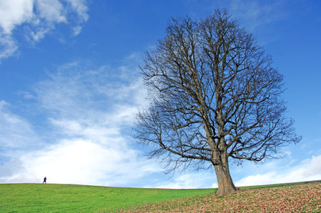 Single tree on a hillside with a lone person in the distanceの写真素材