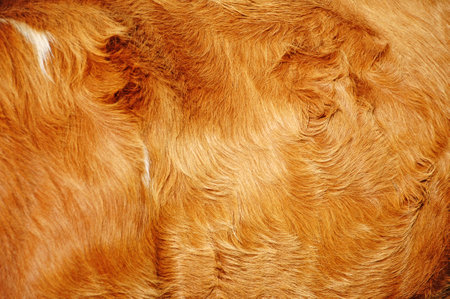 Texture, background. Fur of a large dog. Fur for animals.